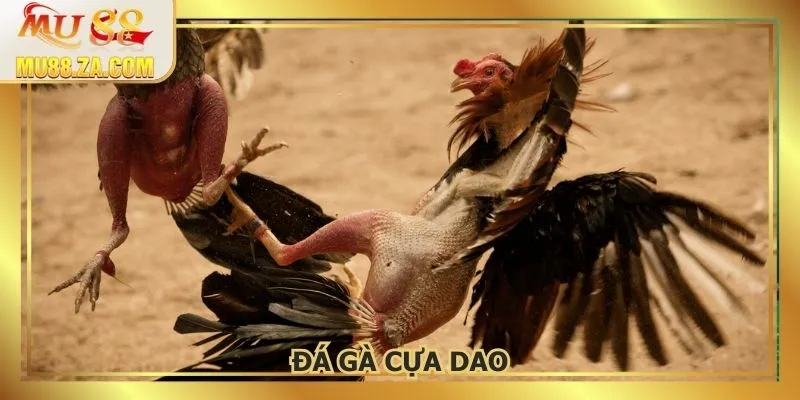 Đá Gà Cựa Dao - Hình Thức Thi Đấu Hot Nhất Tại Thomo