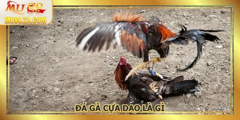 Tìm hiểu chính xác đá gà cựa dao là gì